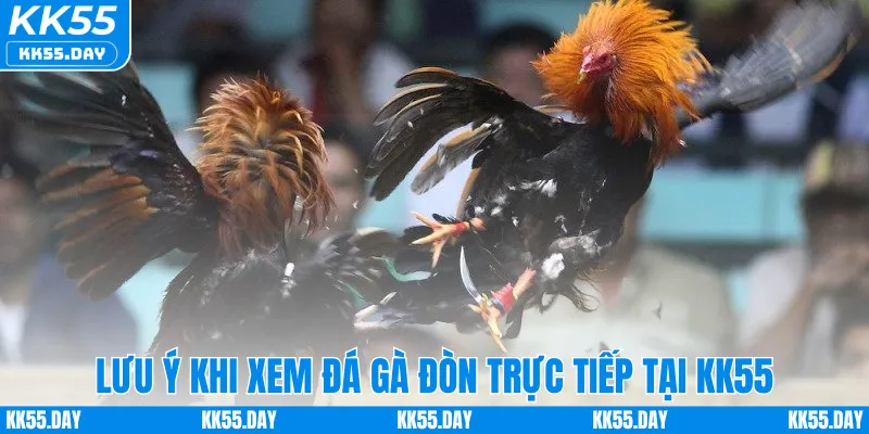 Lưu ý khi xem đá gà đòn trực tiếp tại KK55